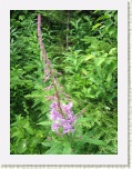 Wildflower - Hare Bay * 2592 x 1944 * (1.85MB)